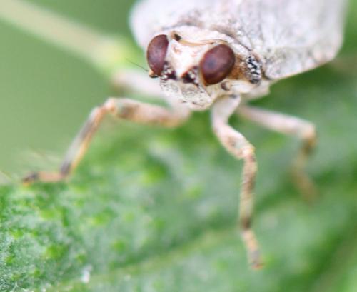 Issus coleoptratus